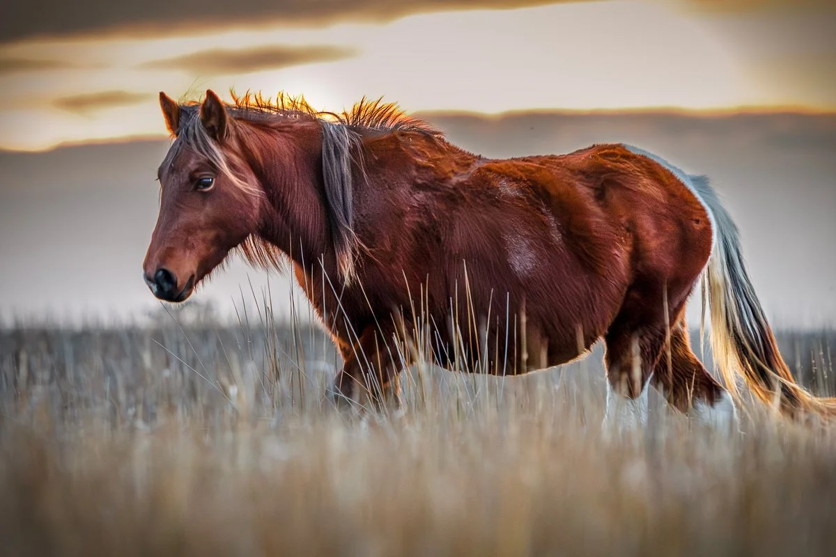 chesapeake-year-2027-11-november-assateague-pony.jpg