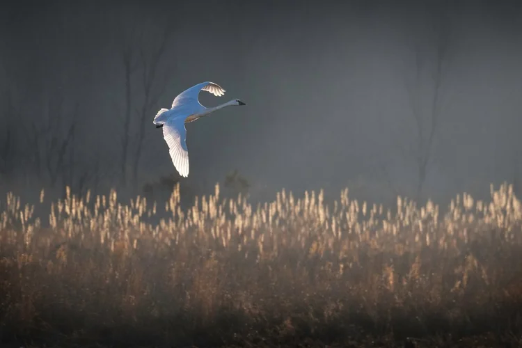 Tundra swan flying through fog over golden phragmites