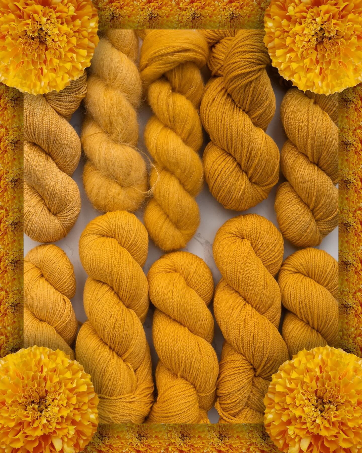 MARIGOLD 🌼

It wouldn&rsquo;t be a PK collection without some yellow, would it? 😍 we&rsquo;ve got another classic throwback colourway for you from our Harry Styles collection, originally called Golden. This colourway is the most perfect golden suns