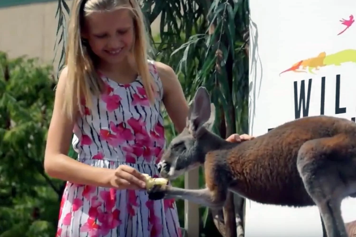 kangaroo.jpg