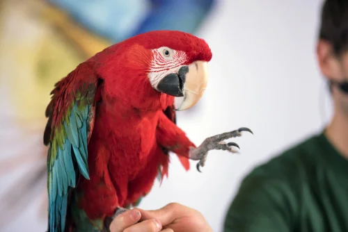 green-wing-mccaw.jpg