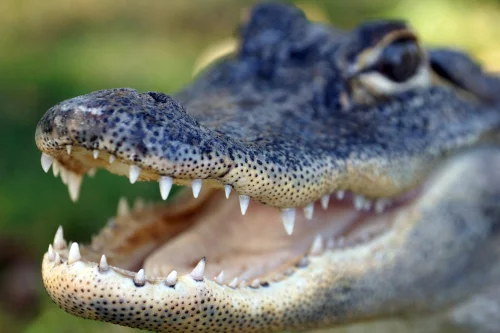 Wildlife Ambassador Name: TRIPOD Species: North American Alligator Where they live: Southeastern United States. What they eat: Alligators are apex predators and consume fish, amphibians, reptiles, birds, and mammals. About Tripod: Tripod came to us from an alligator farm in Florida. Born with only three legs and some toes missing, Tripod was an alligator that would not keep at their facility, so he came to Wildlife Encounters. He has been with us since 2002. Learn more about North American Alligators here .