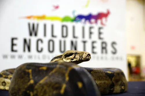 Wildlife Ambassador Name: BETHANY Species: Red Tail Boa Where they live: South America. What they eat: Young boa constrictors eat small mice, birds, bats, lizards, and amphibians. The size of the prey item increases as they get older and larger. About Bethany: Bethany was a teacher’s pet here in Omaha. Bethany had an excellent home but as she got larger than her owners expected, so they thought it would be best to find her a new home with Wildlife Encounters. Bethany visits the school where her previous owner works every year and meets all the students in the teacher’s class. Learn more about Red Tail Boas here .