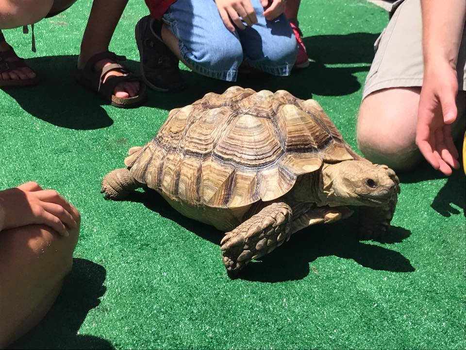 OMAHA PETTING ZOO WILDLIFE ENCOUNTERS