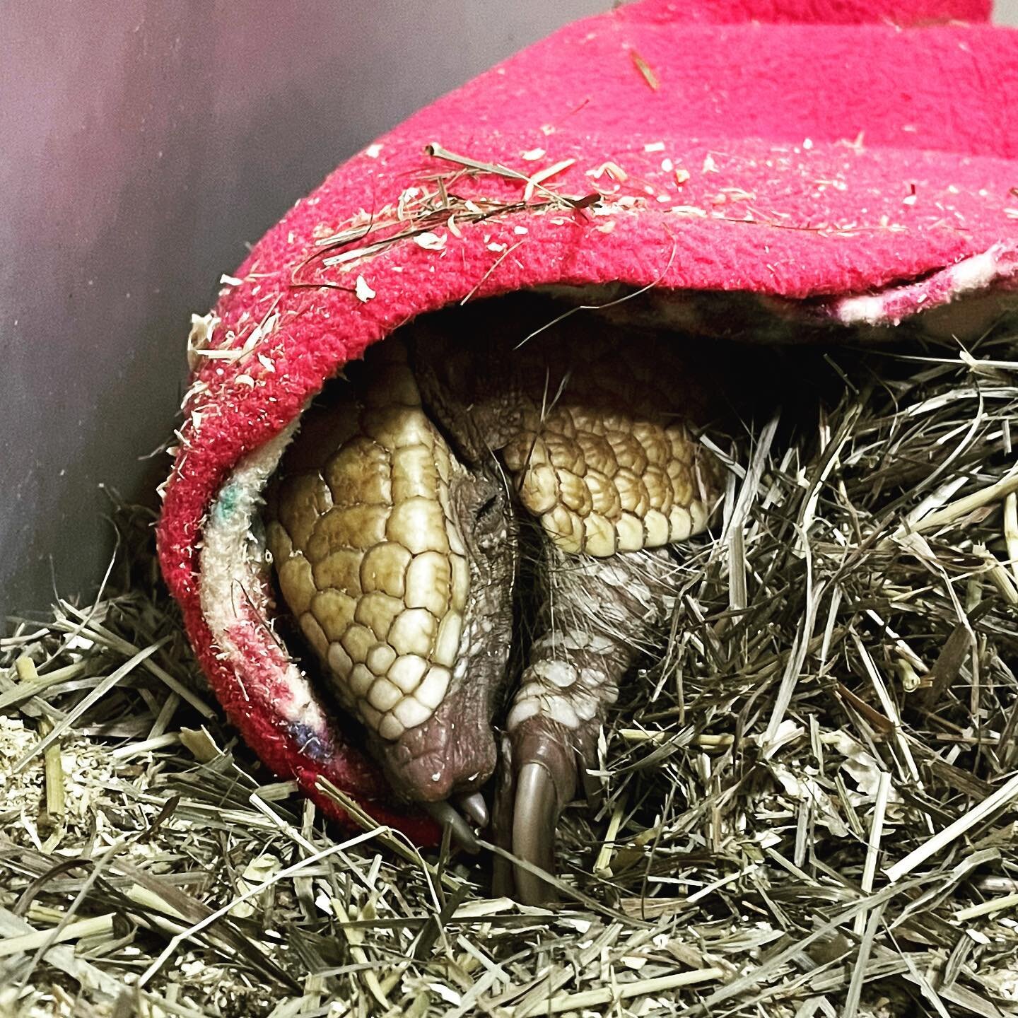 When you are up all night building the perfect nest, it&rsquo;s time to sleep!  Armadillos like Bisquit, our 3 banded armadillo, like to burrow in blankets, hay and grasses. He received a new fleece pouch yesterday. So he compiled all of his hay and 