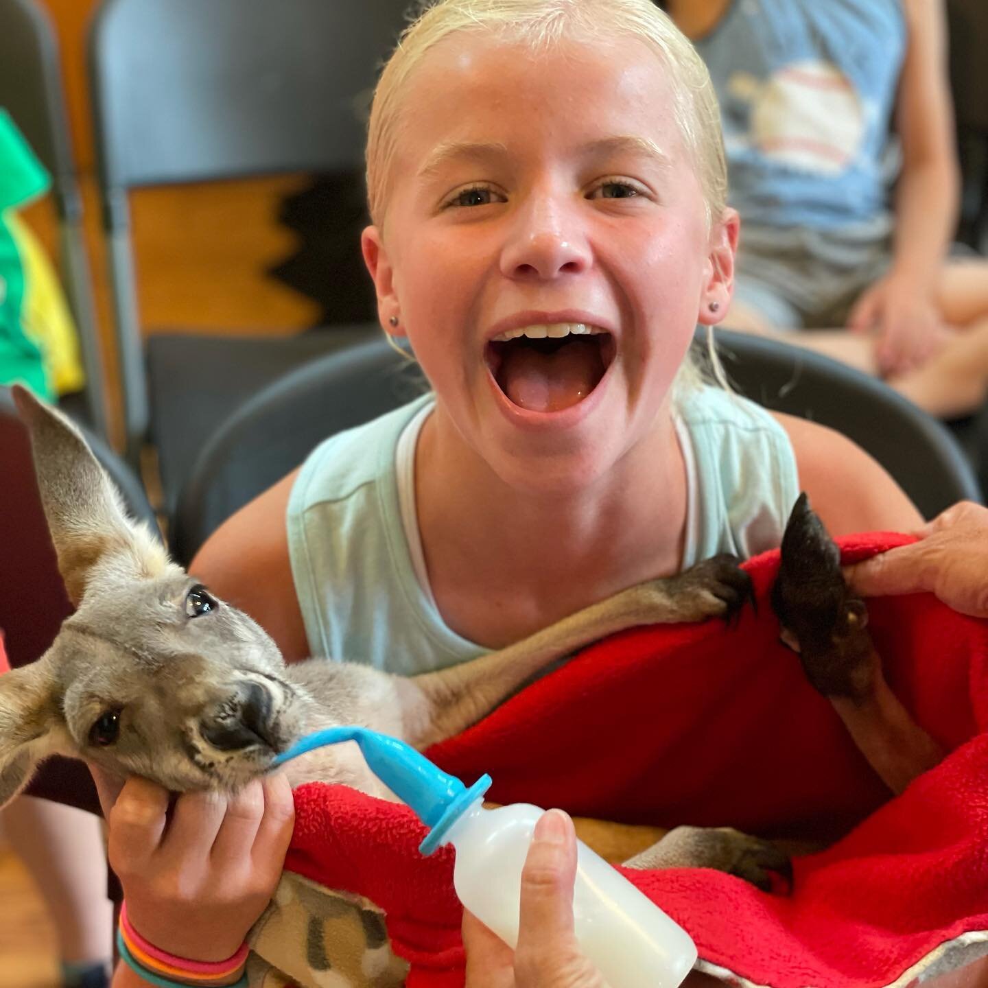 Kangaroo day!  Campers got to meet our Roos today and they had a great time! 🦘. Campers also got to meet a prairie dog, milk snake, owl, blue and gold macaw and a tortoise!  Tons more animals ambassadors to meet tomorrow!

#omaha #nebraska #wildlife