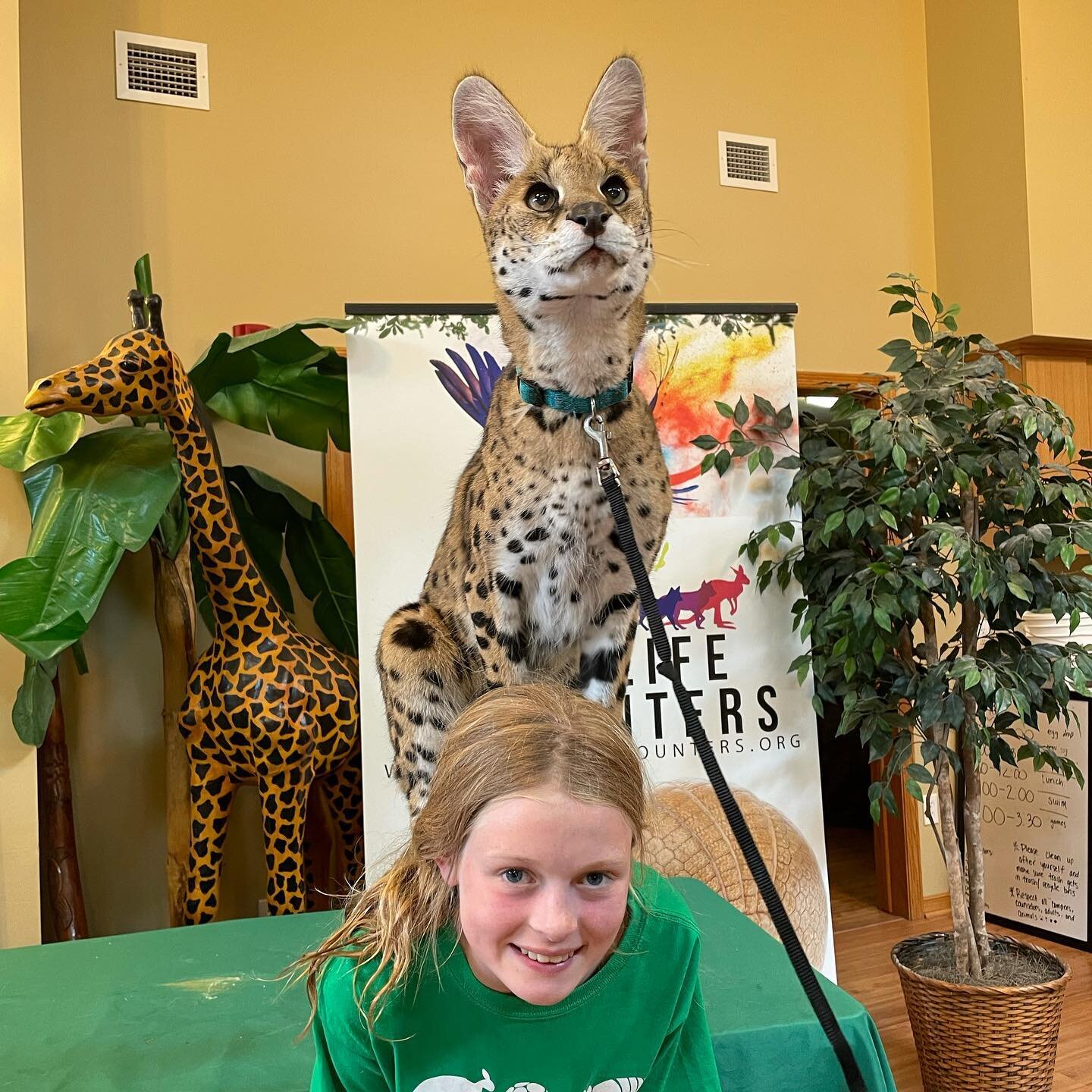 Camp photos are uploaded!! Check your email inbox for the Google Drive link to view and download photos of your camper.  The email will go to the address where you registered for camp.  Email will be from info@wildlifeencounters.org, please check you