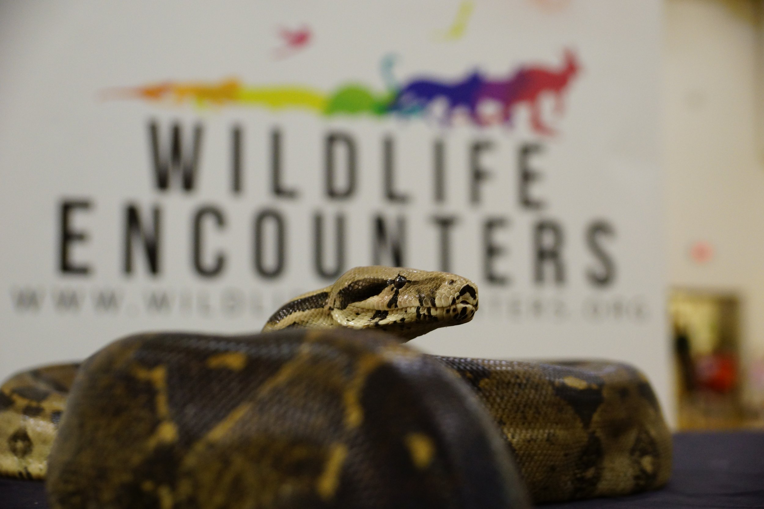 wild-encounters-school-program.JPG