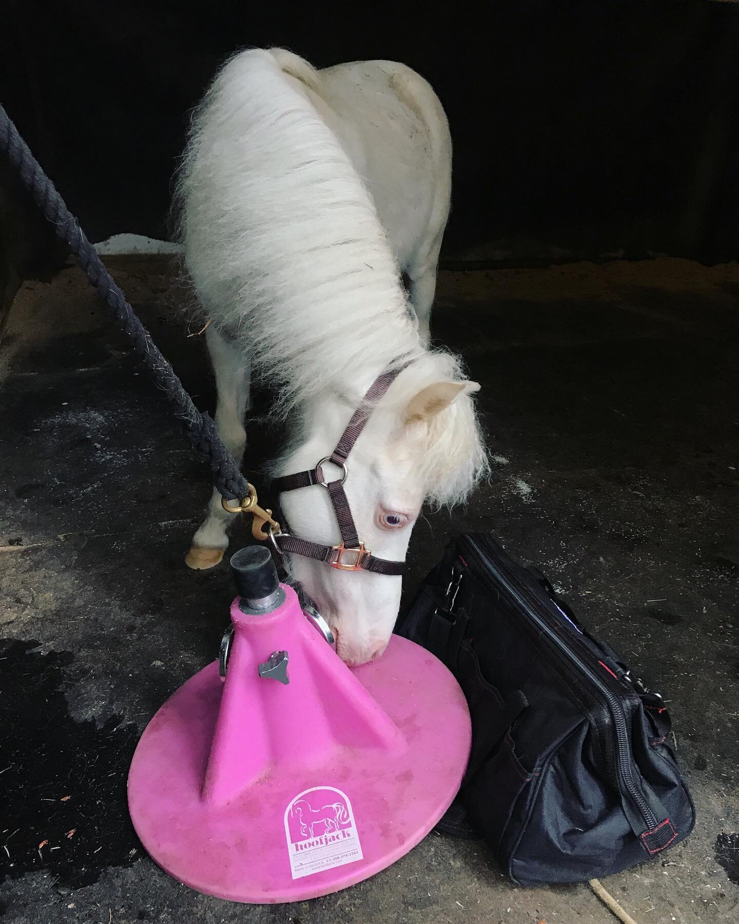 Pink @hoofjackhoofstands were made for tiny unicorns! 💖🦄