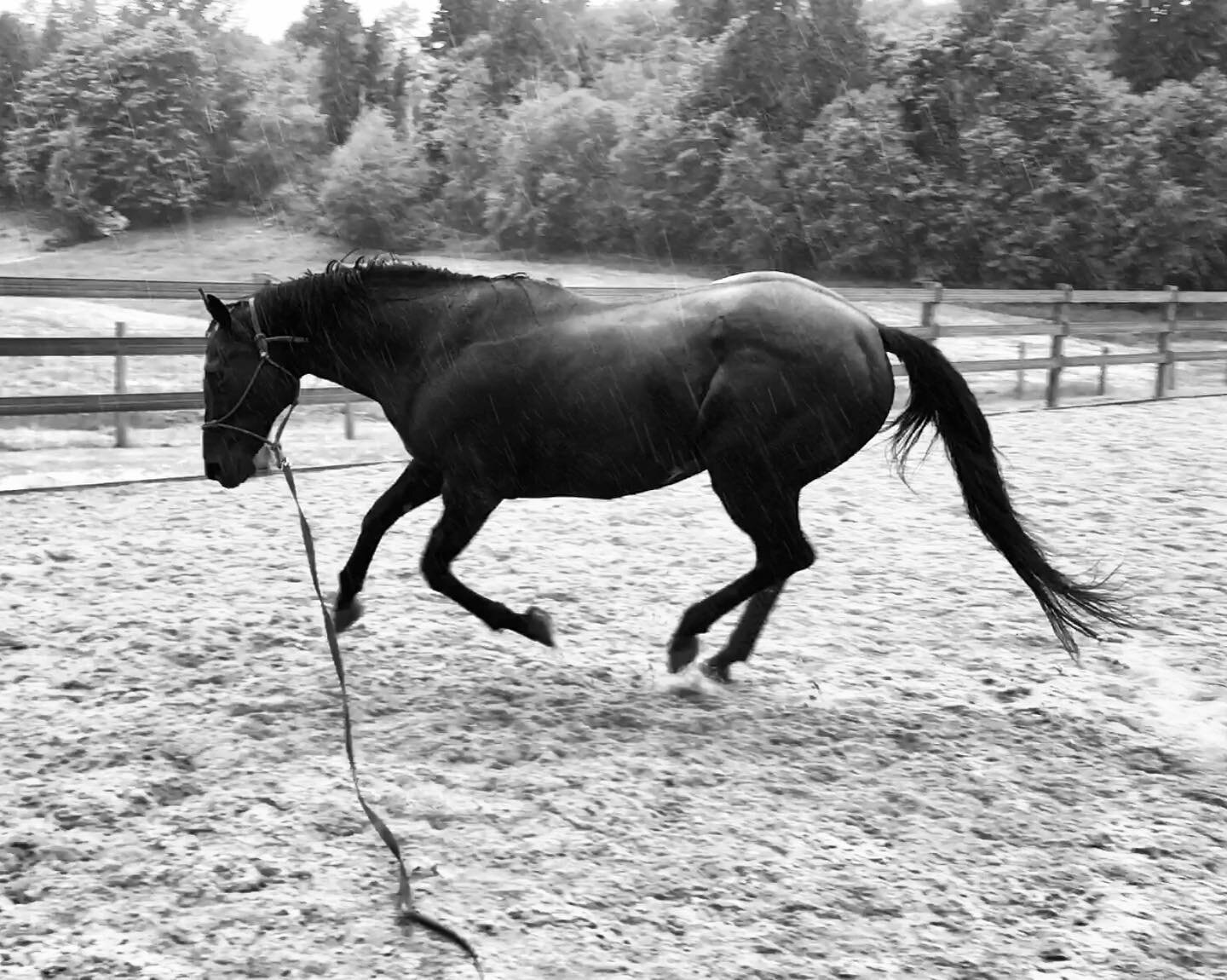 Someone walked by while I was playing with this horse last week and commented that my job looked so easy because the horse was doing all kinds of neat things for me while I was able to stand still. I smiled to myself and thought, &ldquo;that&rsquo;s 