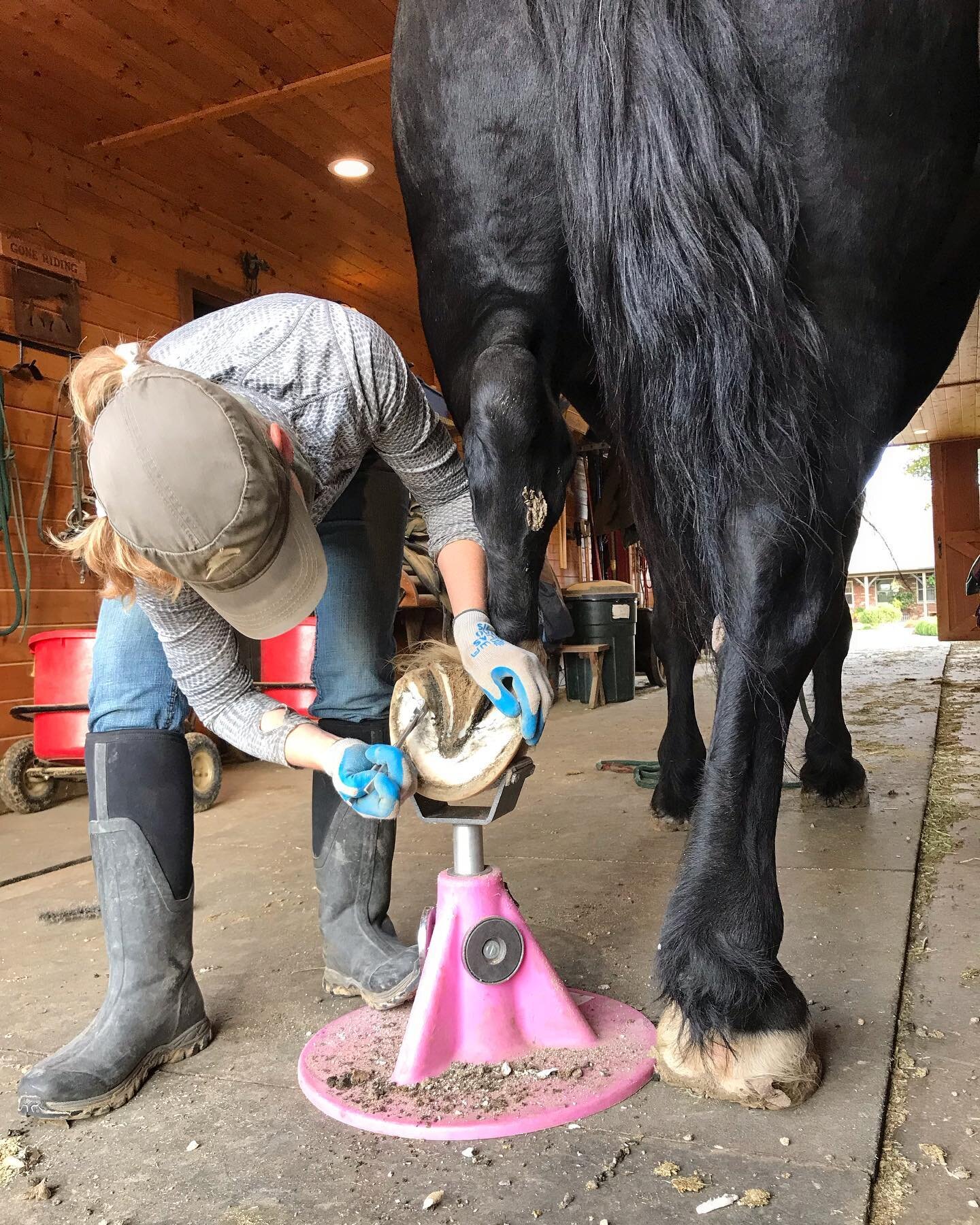 My favorite horses to trim are nice and tall! Less bending required. 😉 I also love a horse that ground ties, as Grace does, and fully participates in their trim. 💖
