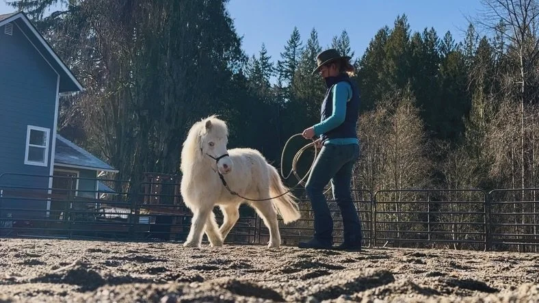 Playing with Ladigo today focusing on different flexions and yields from a circle and sideways toward.