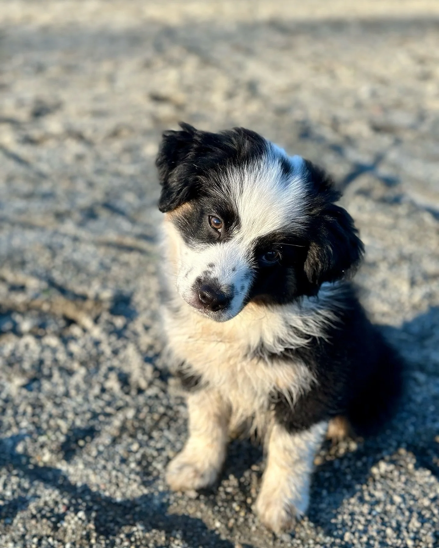 Welcome to the pack, Bell! 🔔 Many of you have already met my new little work buddy but I&rsquo;m making it official by posting her here. 

Bell is a 12 week old Mini American Shepherd. She is under the close supervision and guidance of Bijou. ☺️ She