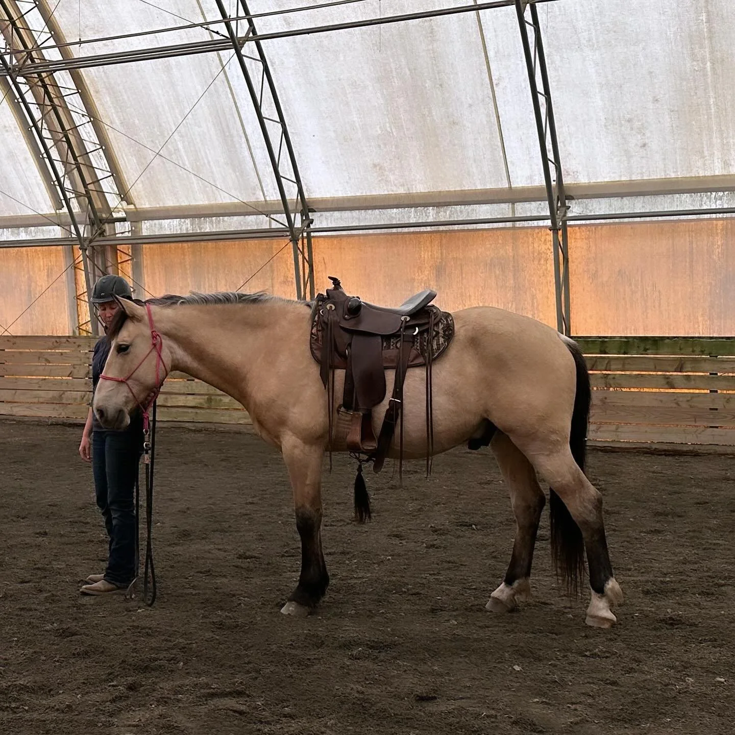 Timber is starting to look like a grown up (and from the right angle and with a little inspiration from a mare maybe an Andalusian!? 😅). Such a handsome boy! 😍 

I&rsquo;m looking forward to drier weather so I can ride at home more and a season ful