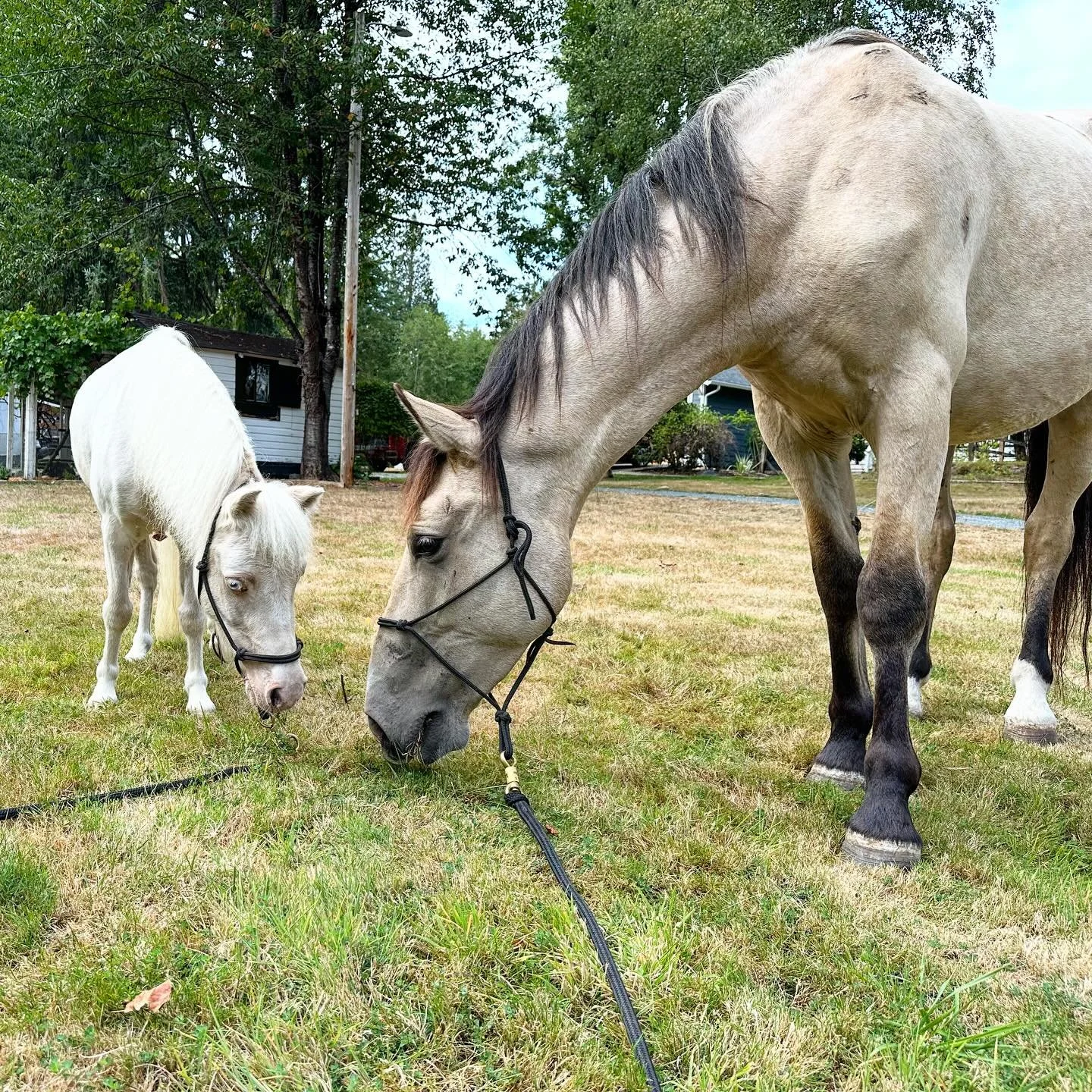 Happy National Day of the Horse to my wonderful ponies, Ladigo and Timber! 🩵