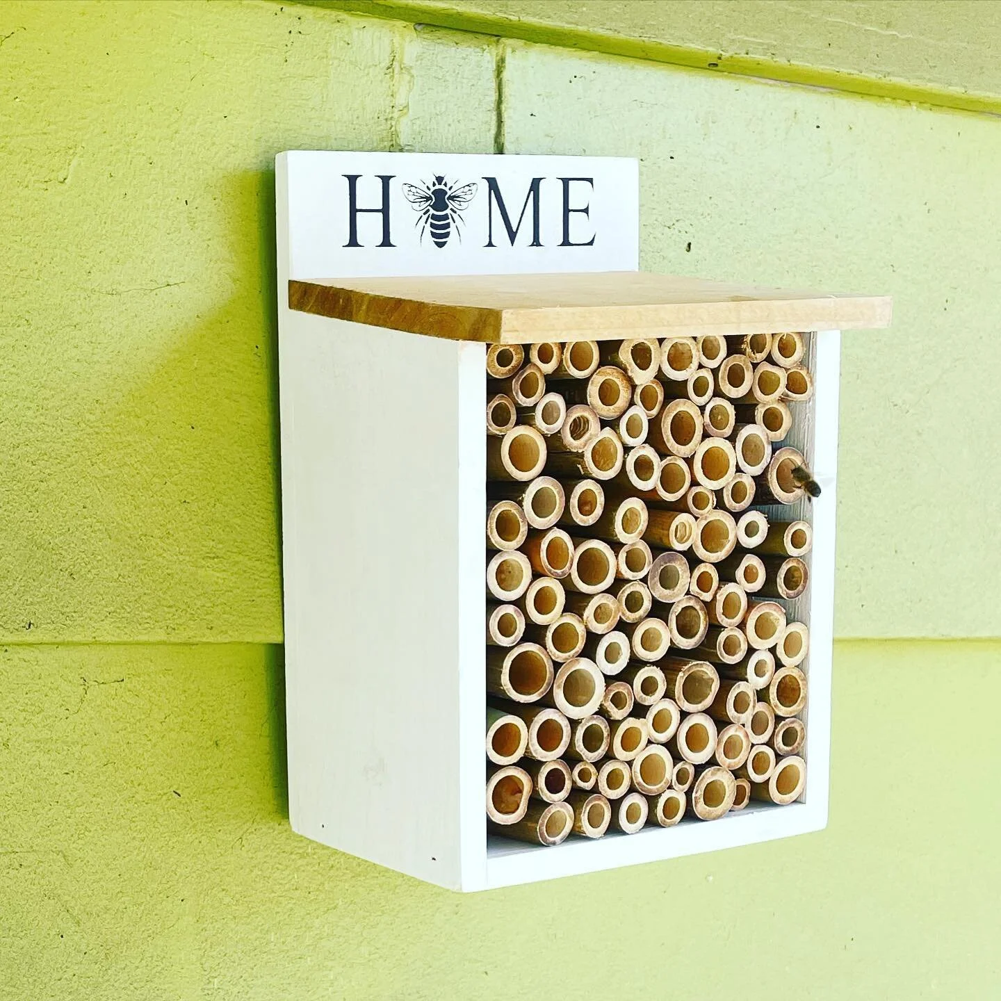 The bee showed up on cue as soon as I put up the house. Adorable. #beehouse #beehouse🐝 #nativebees