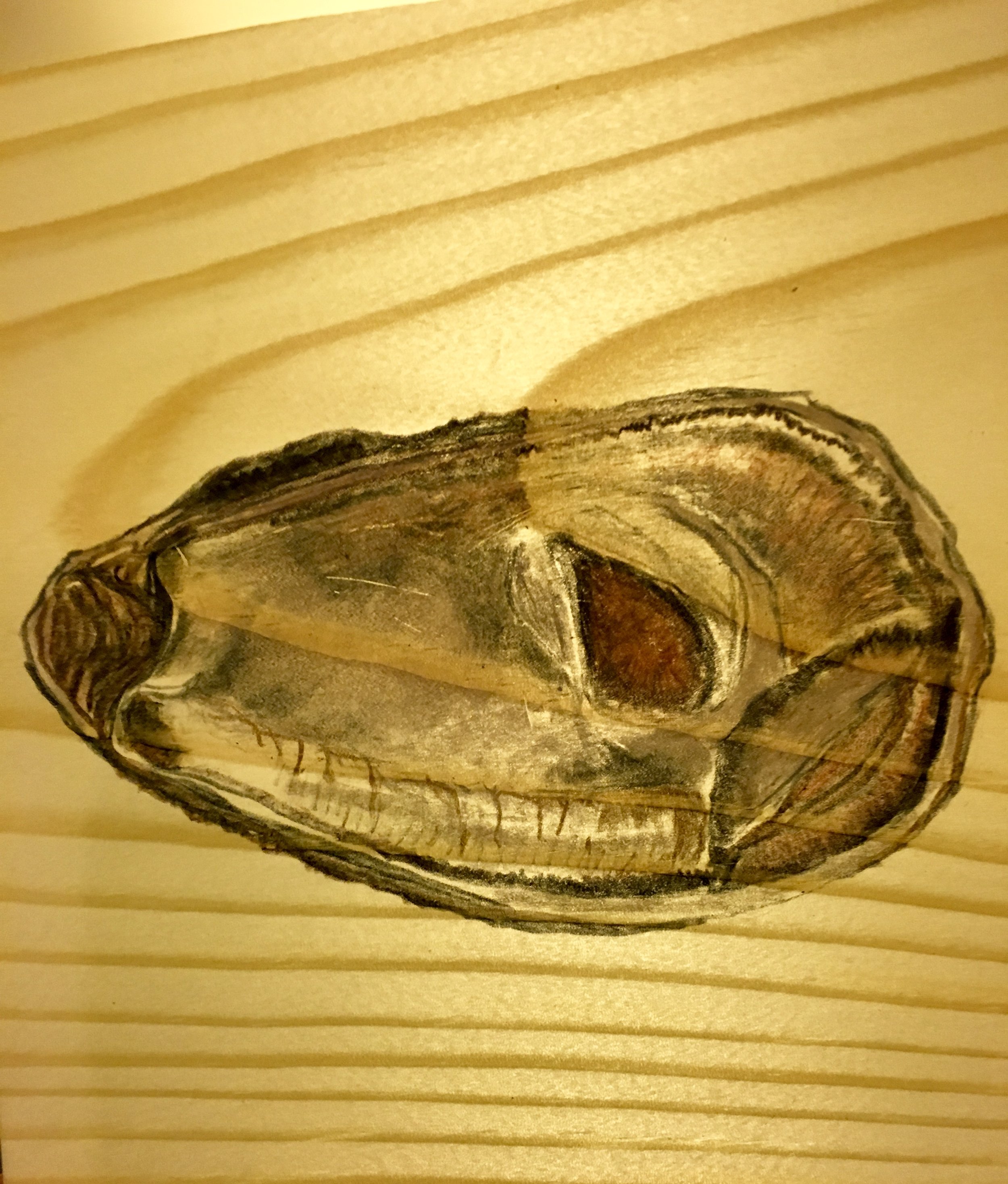 Chesapeake Oyster 1 (backlit)
