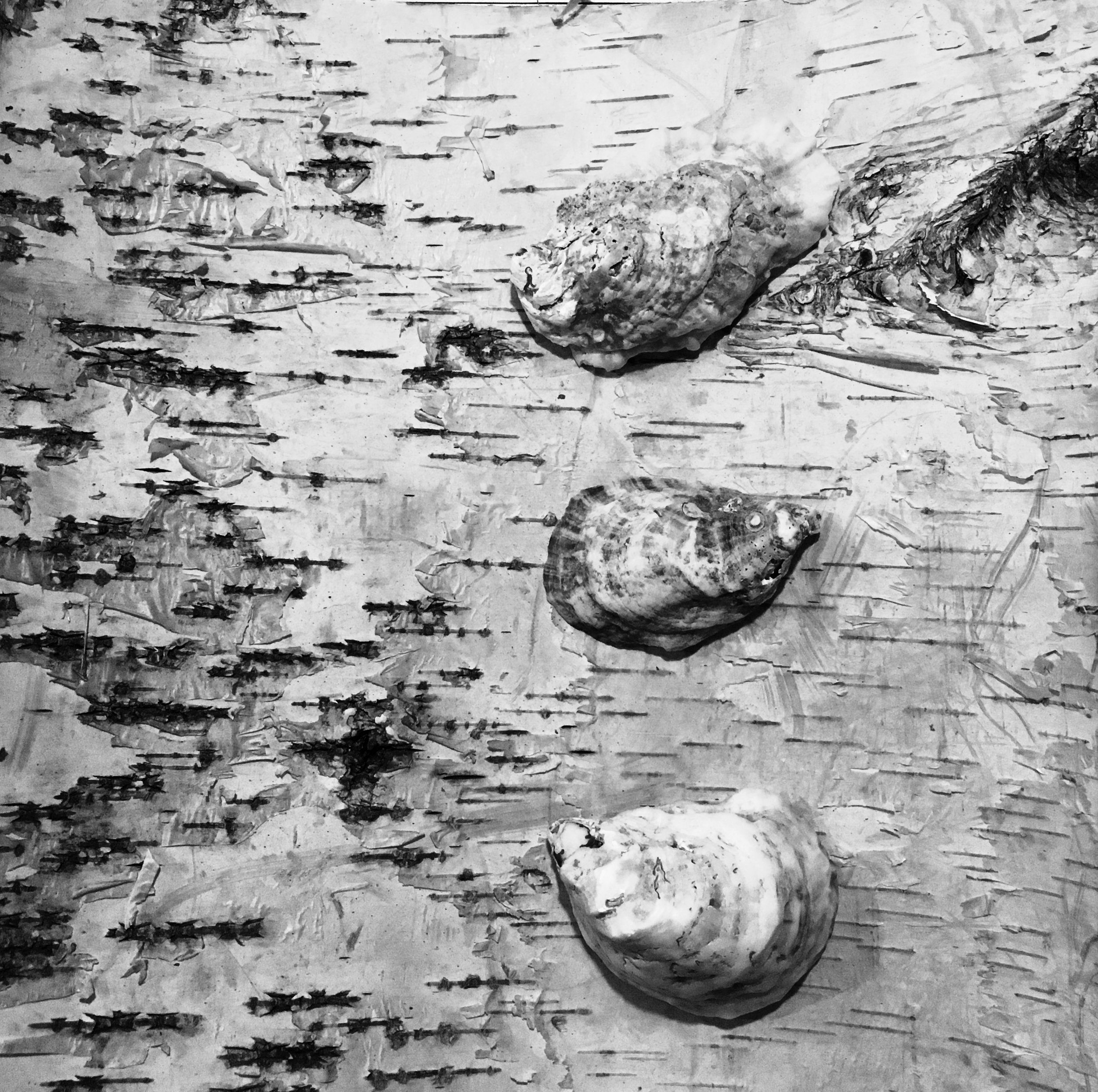 Oyster + Birch Topography in B&W