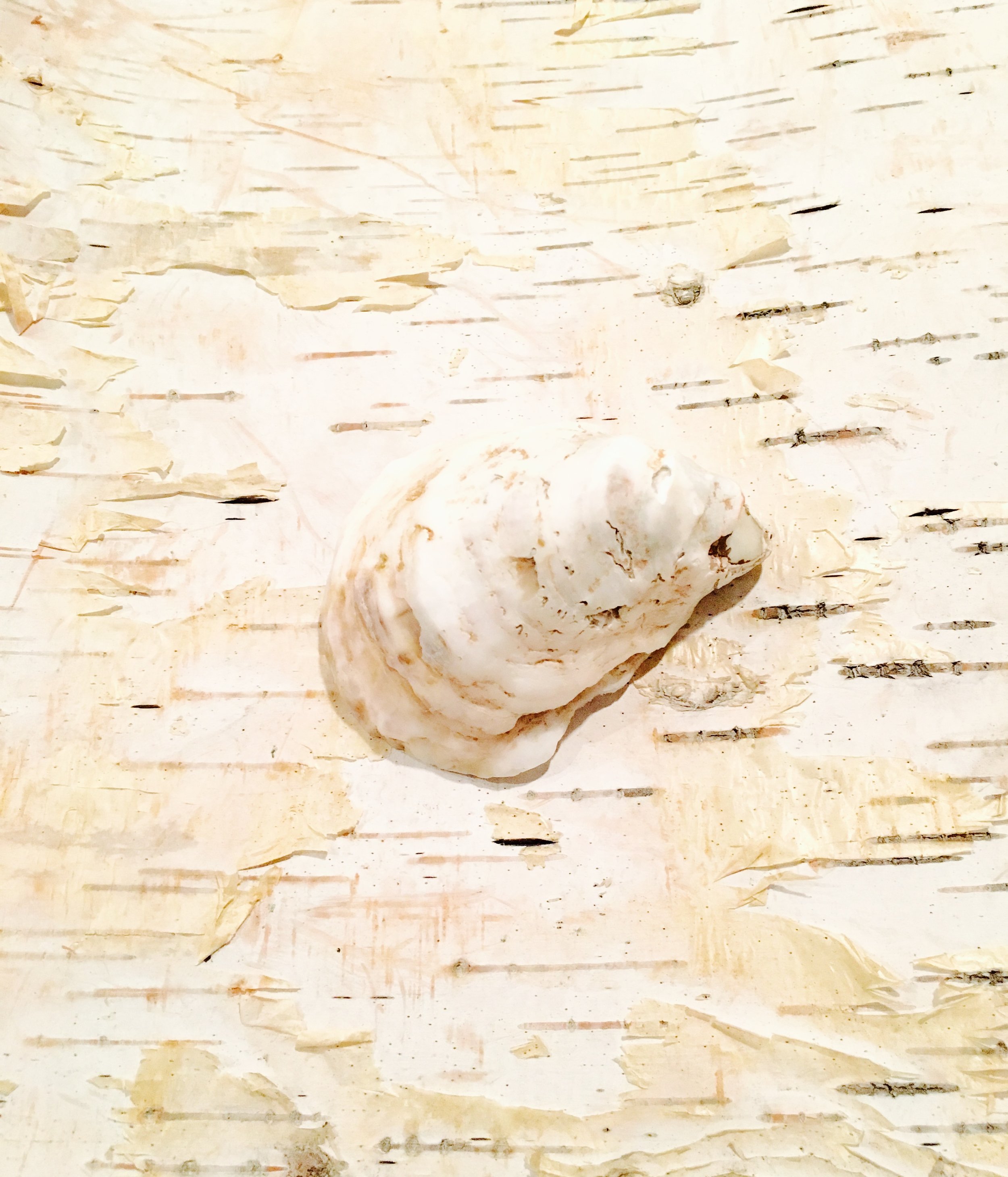 Oyster + Birch Study