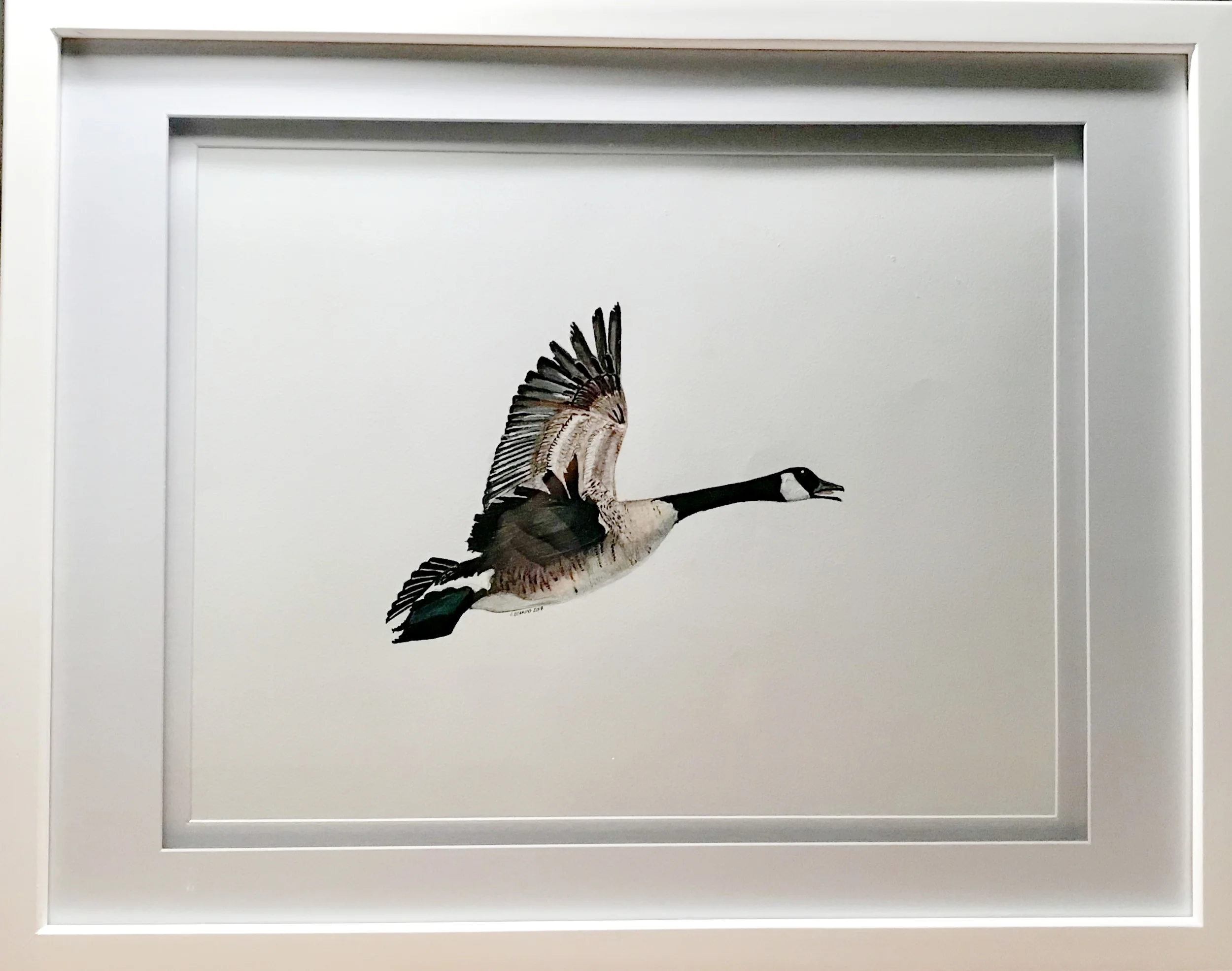 Canada Goose (Ontario)