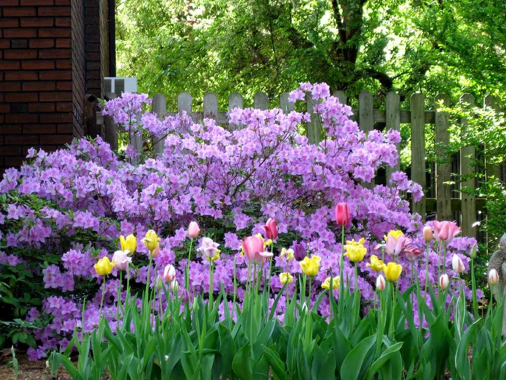 Azaleas.jpg