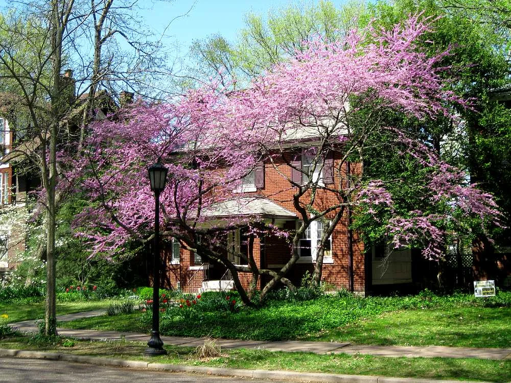 Dogwood.jpg
