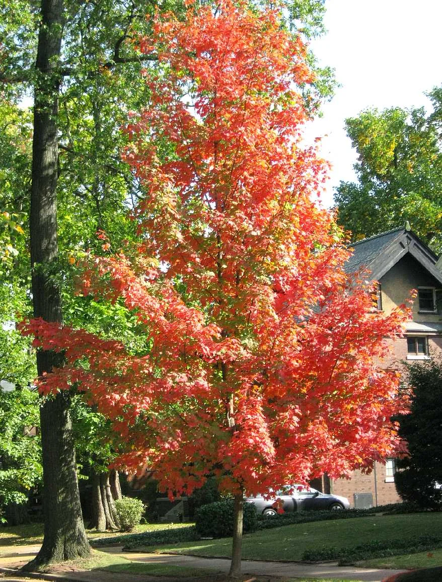 Fall 2010-1.jpg