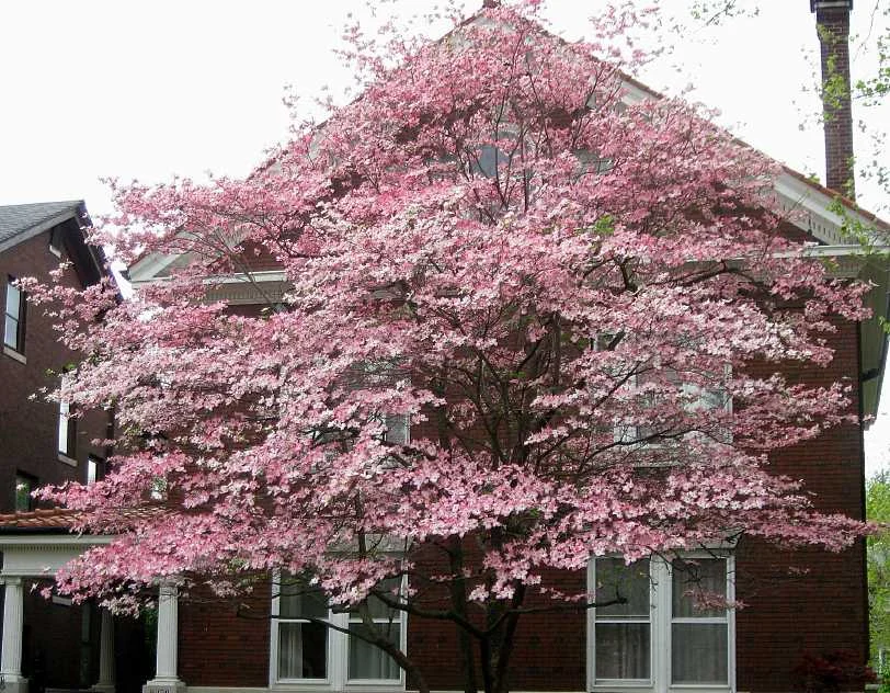 fLOWERS.jpg