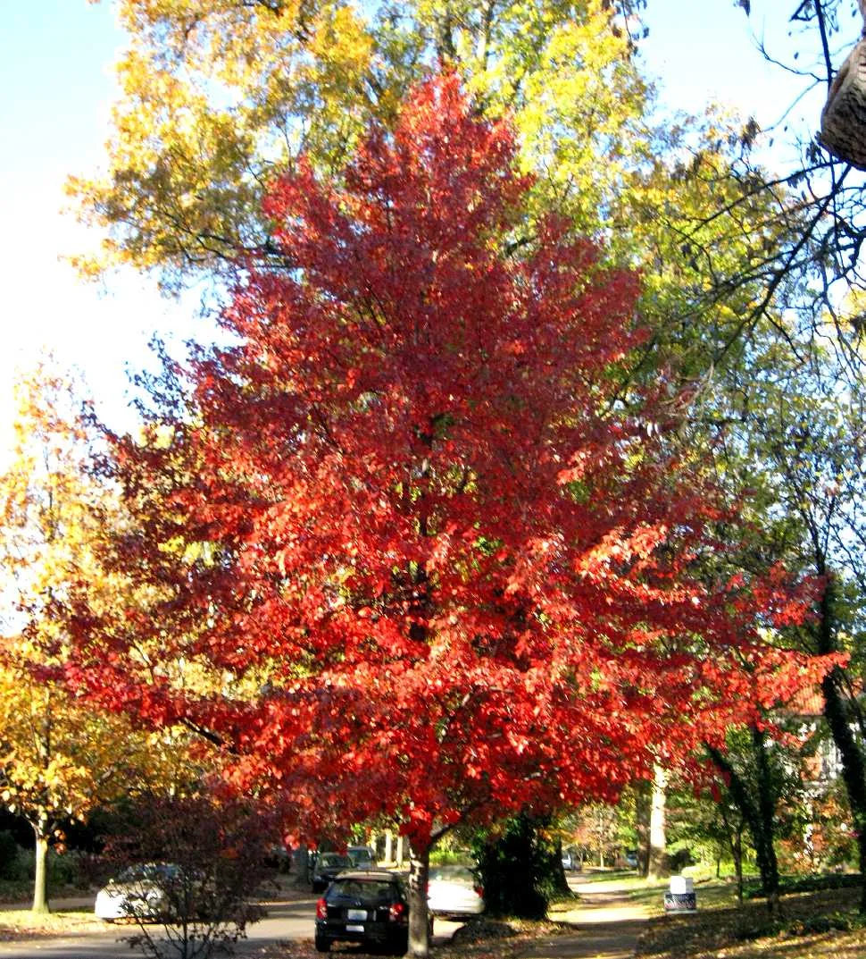 Red Tree.jpg