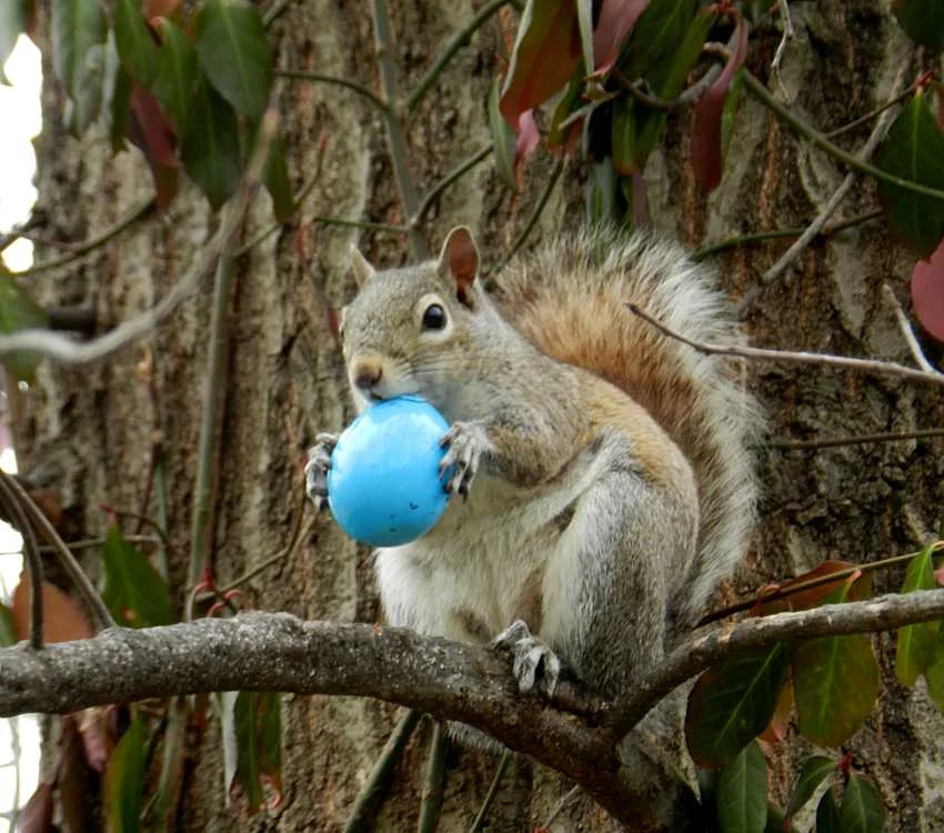 Squirrel.jpg