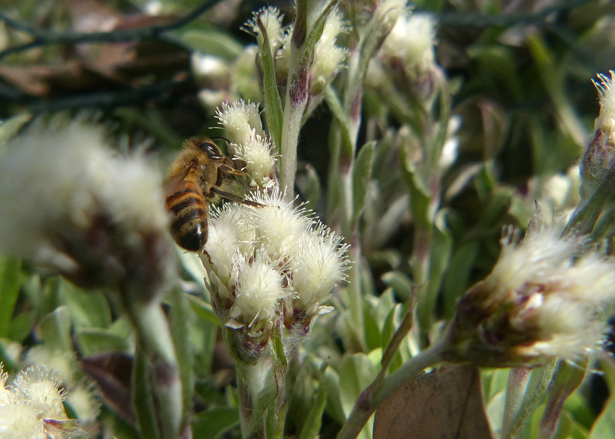 Bee on Pussytoes