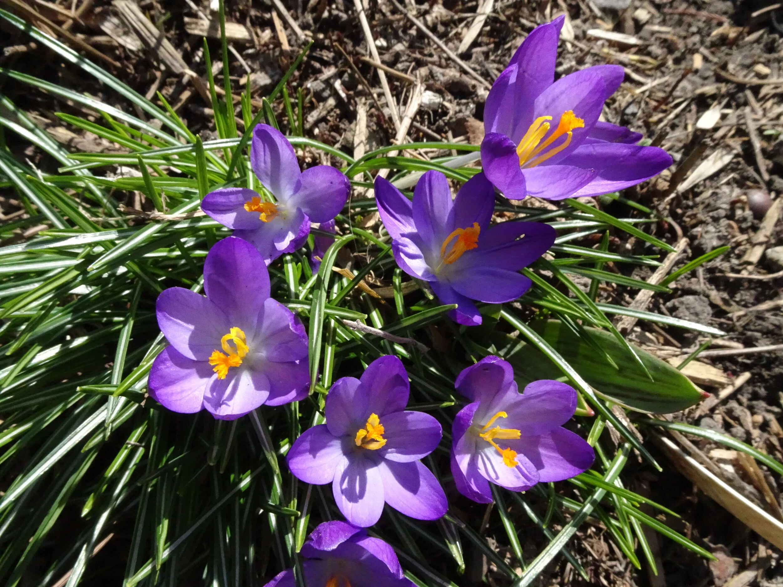 Crocus 