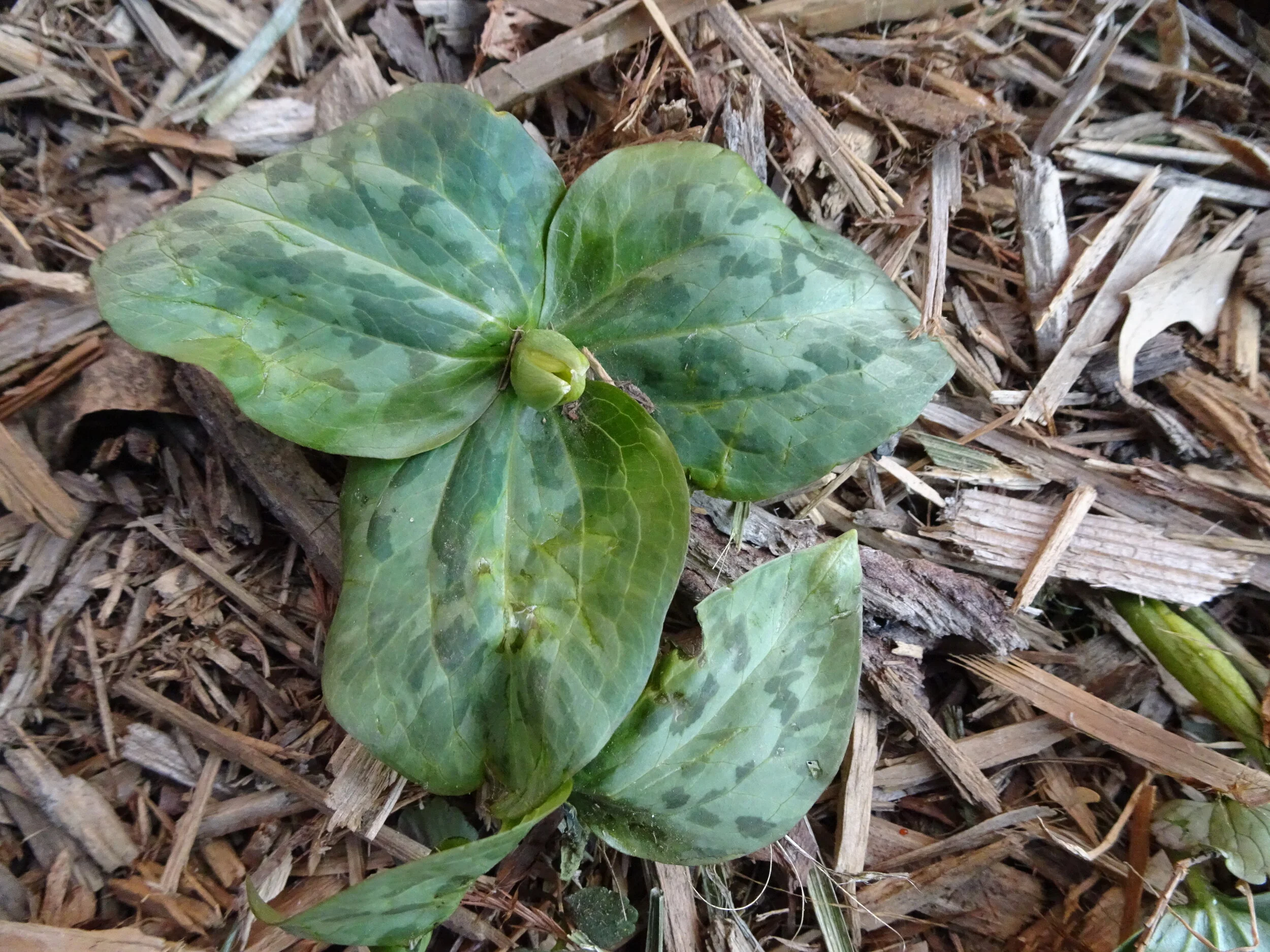 Trillium