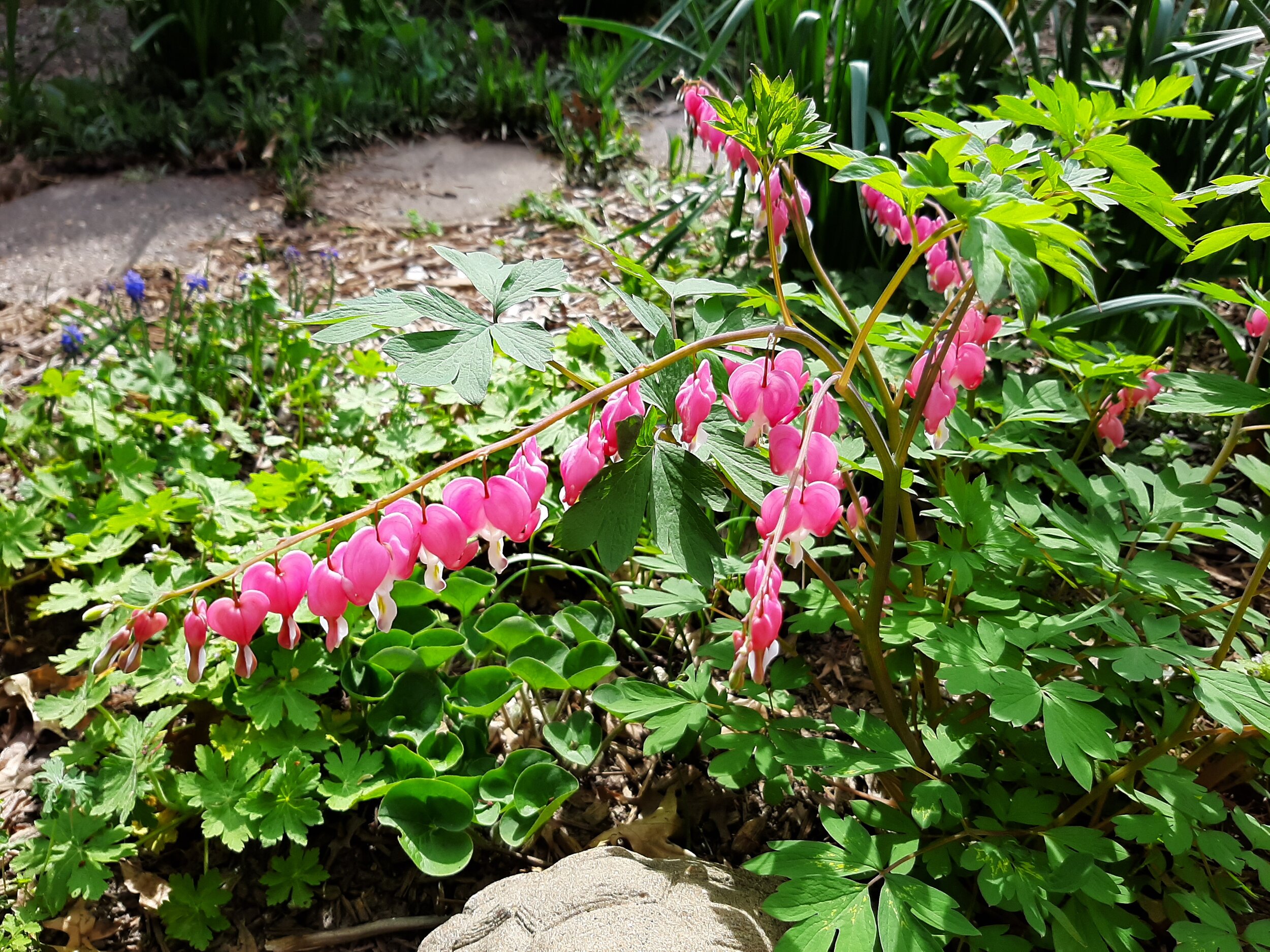 Bleeding Heart 