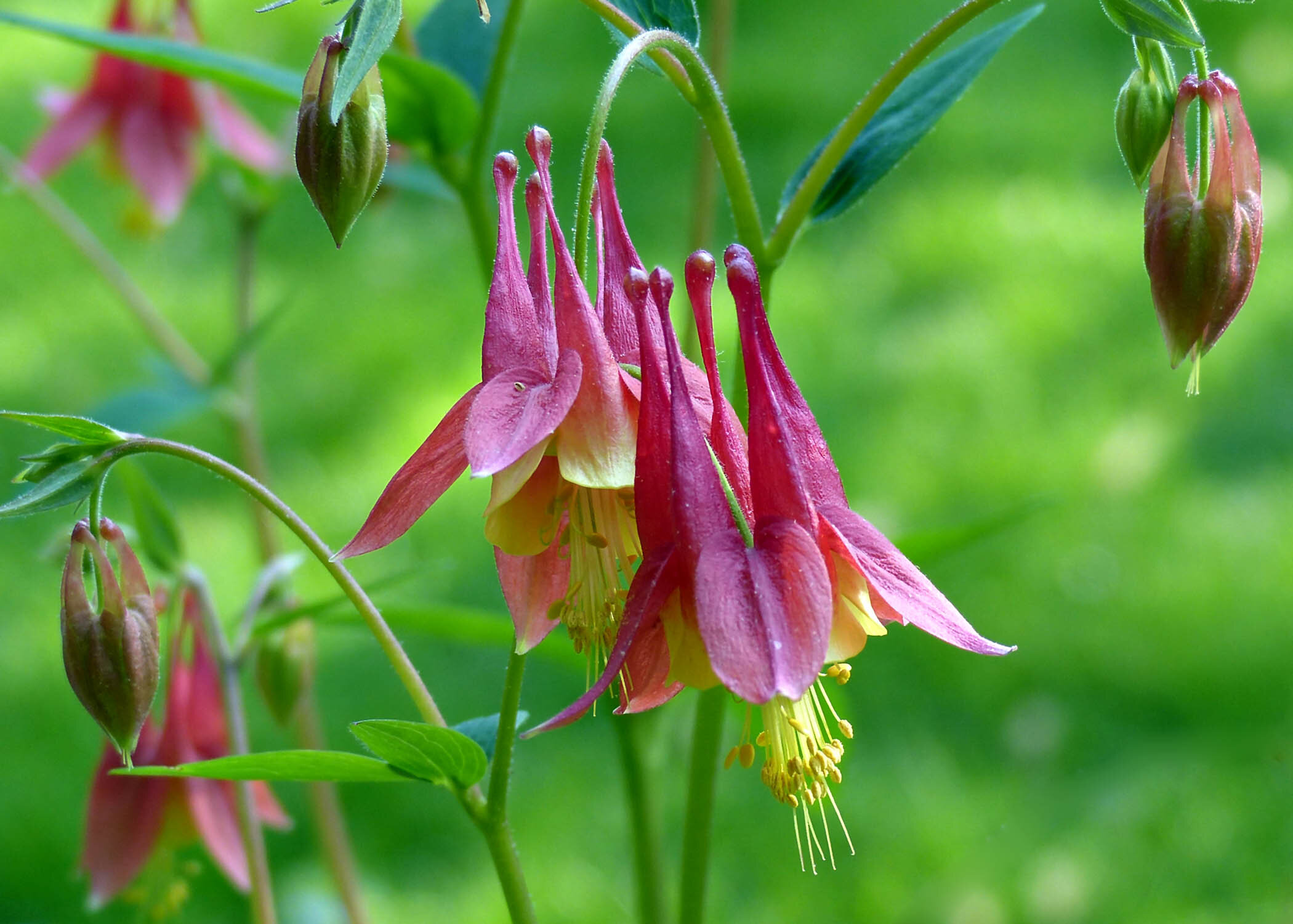 Columbine