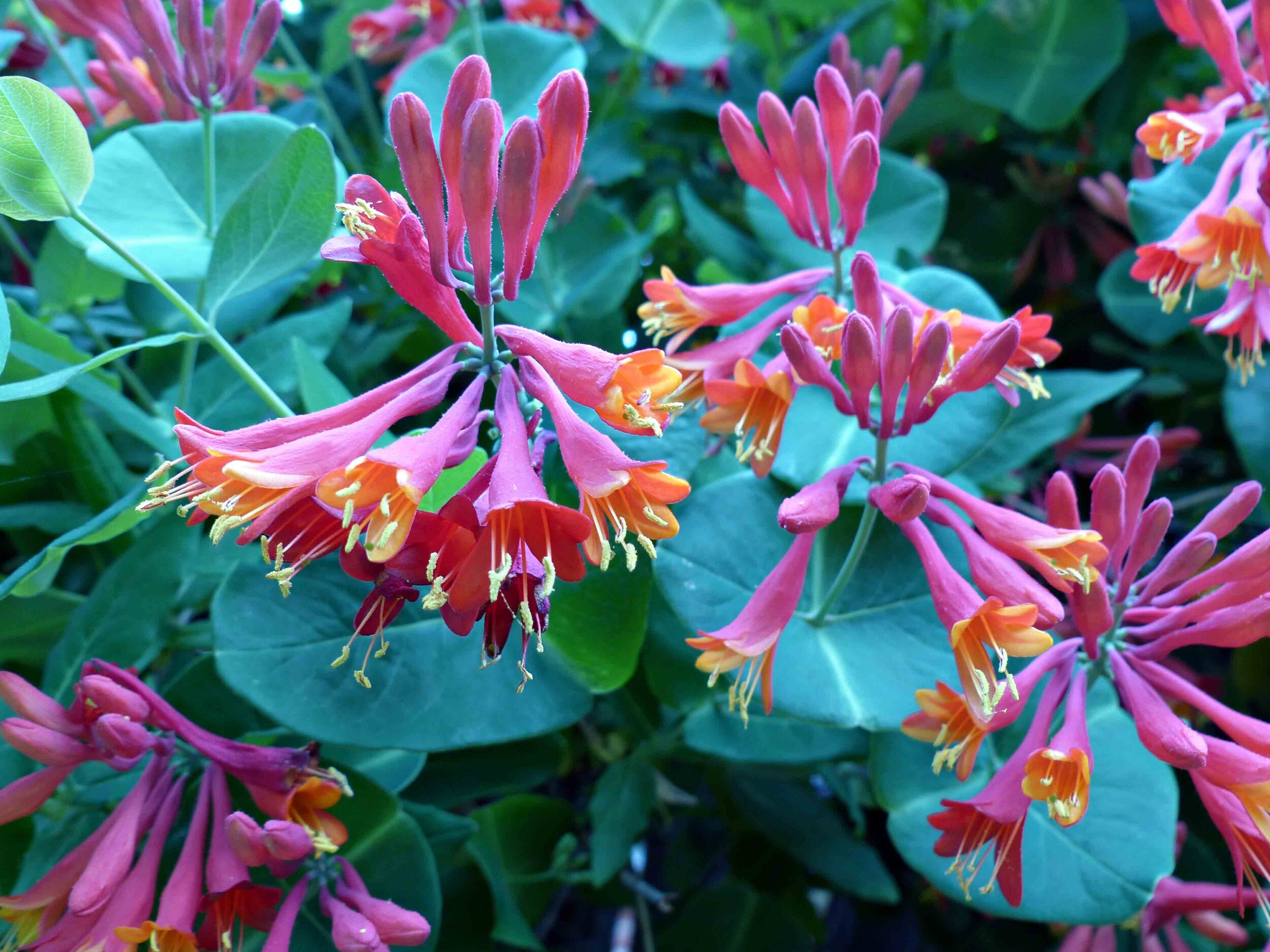 Honeysuckle Vine