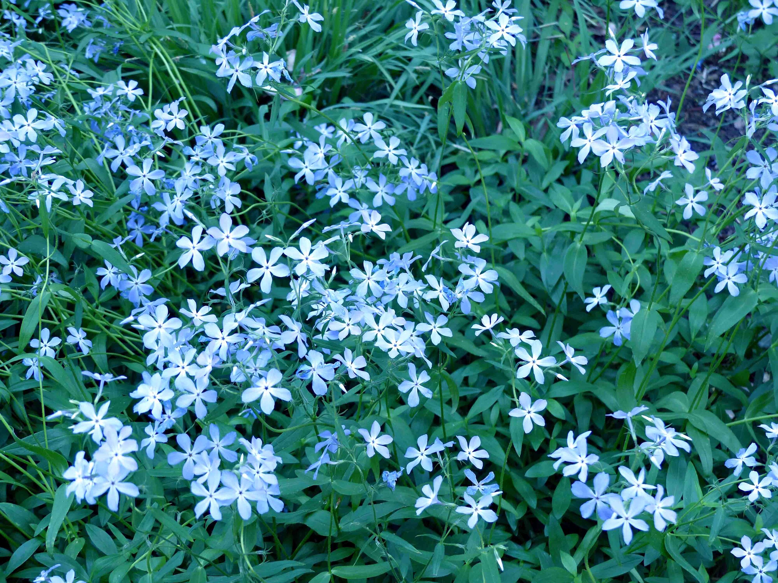 Phlox