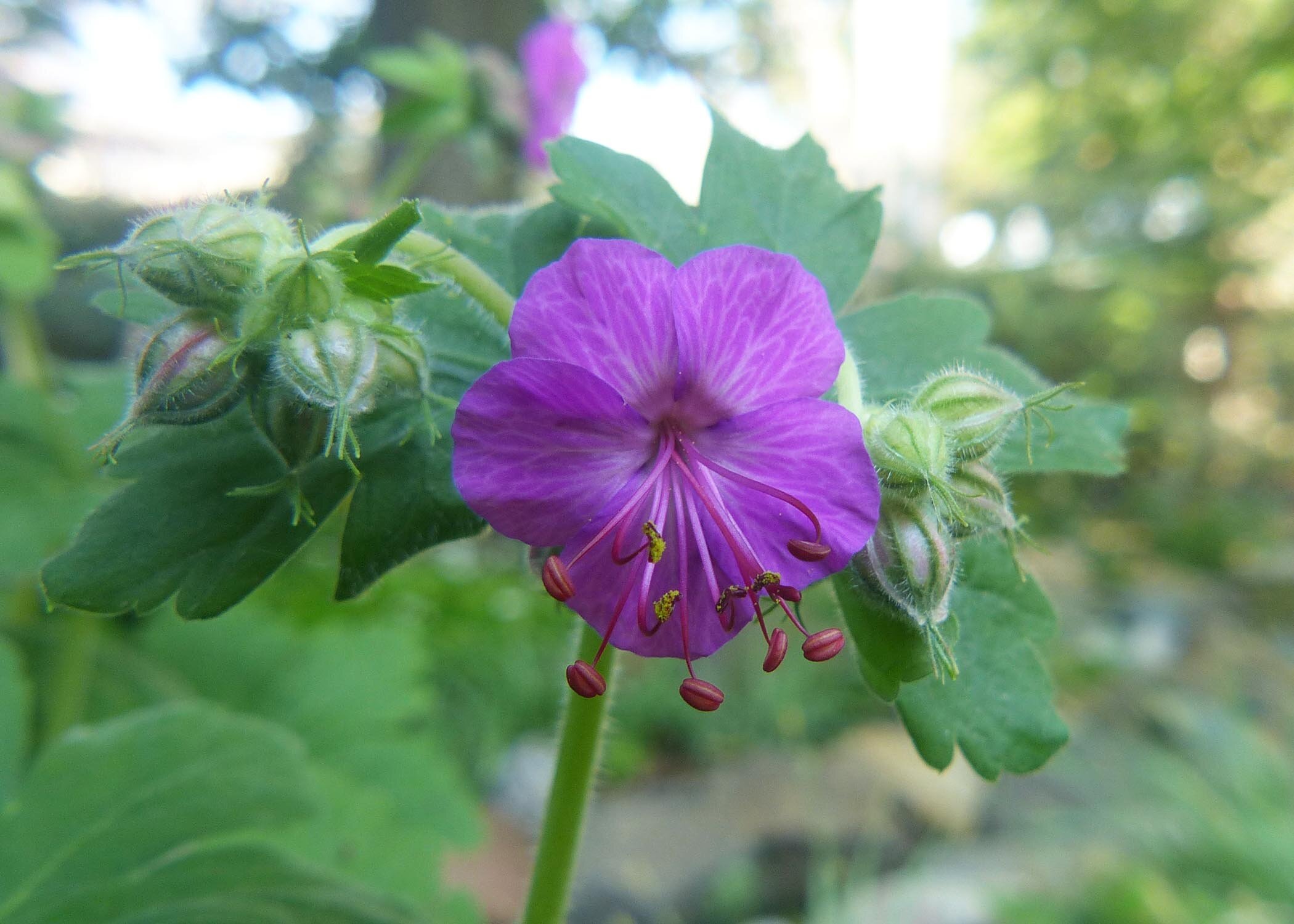 Wild Geranium