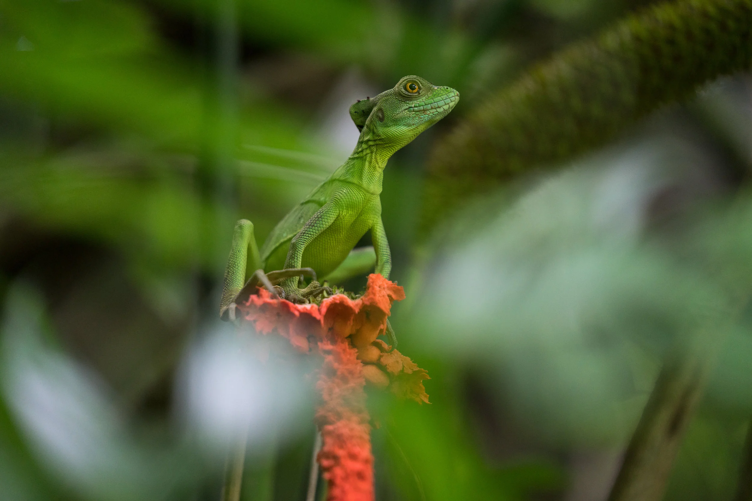 MemorableCostaRica-2019-TylerAllix-2.jpg