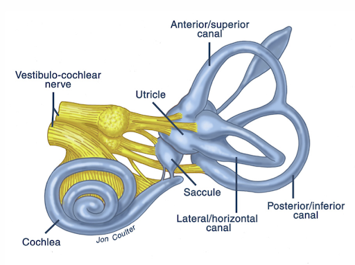 ear.png
