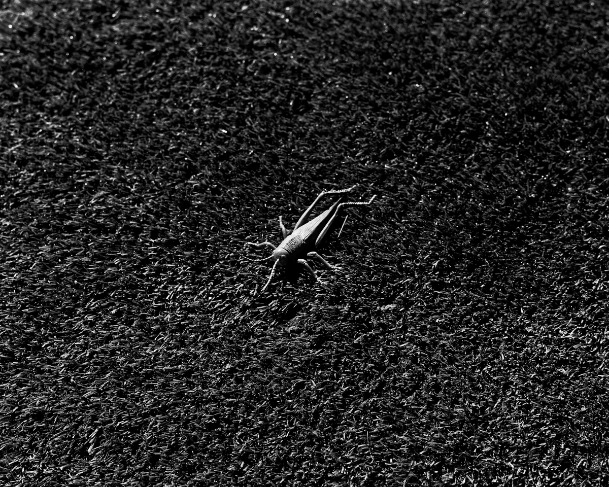 Plastic Grasshopper in Fake Grass, 2015 | 4x5 B&amp;W