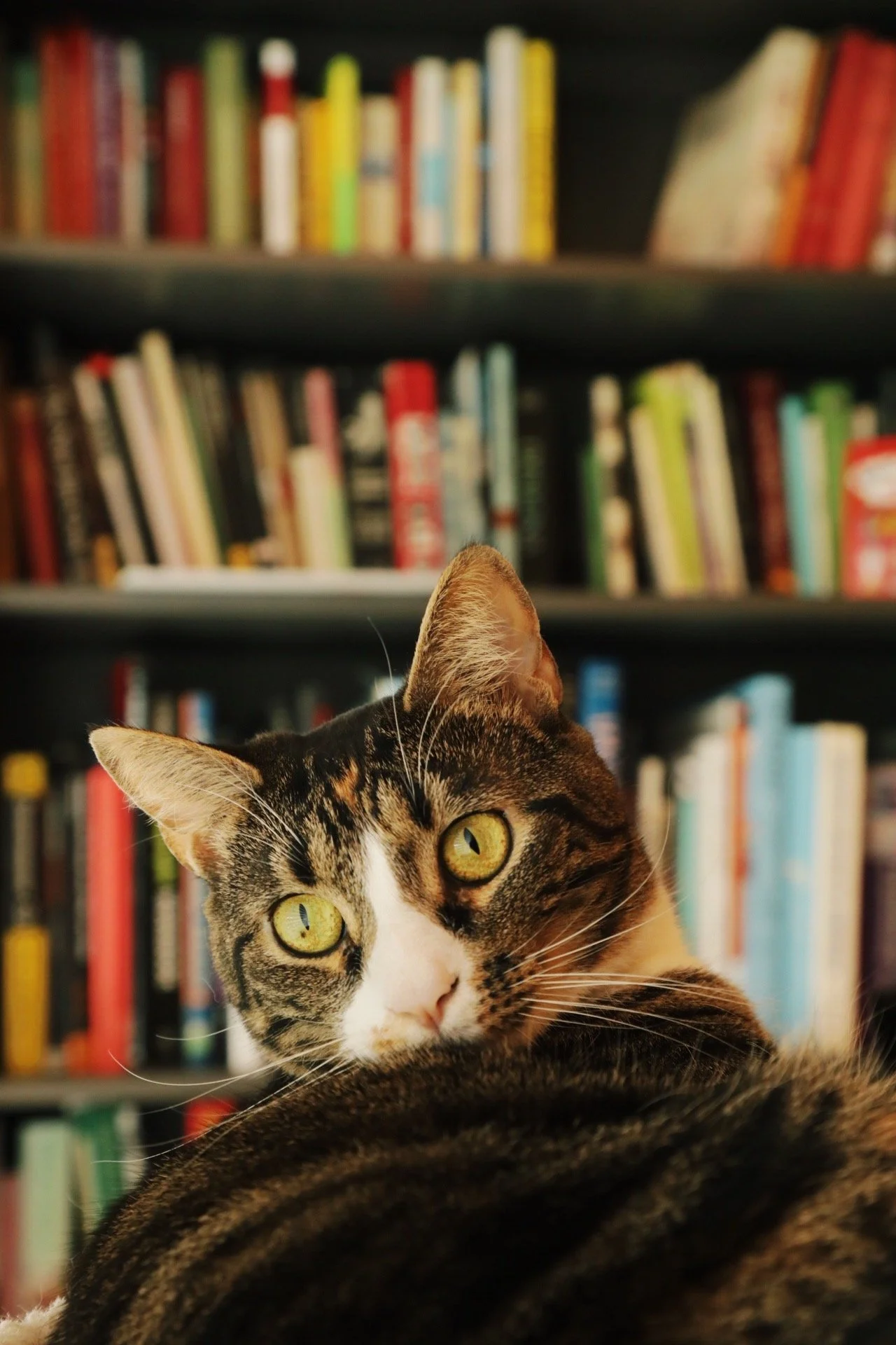sophiecat-003.JPG