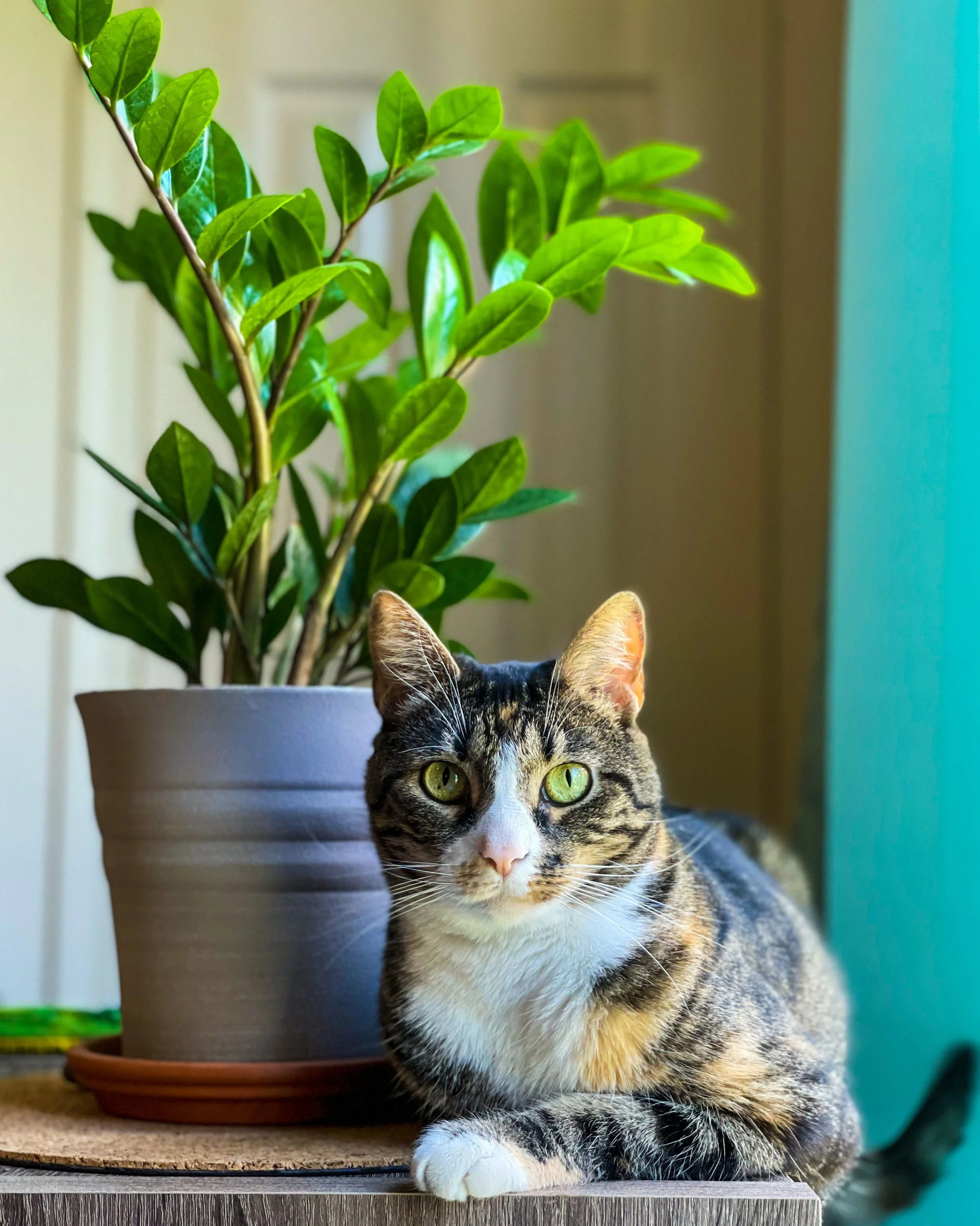 sophiecat-004.jpg