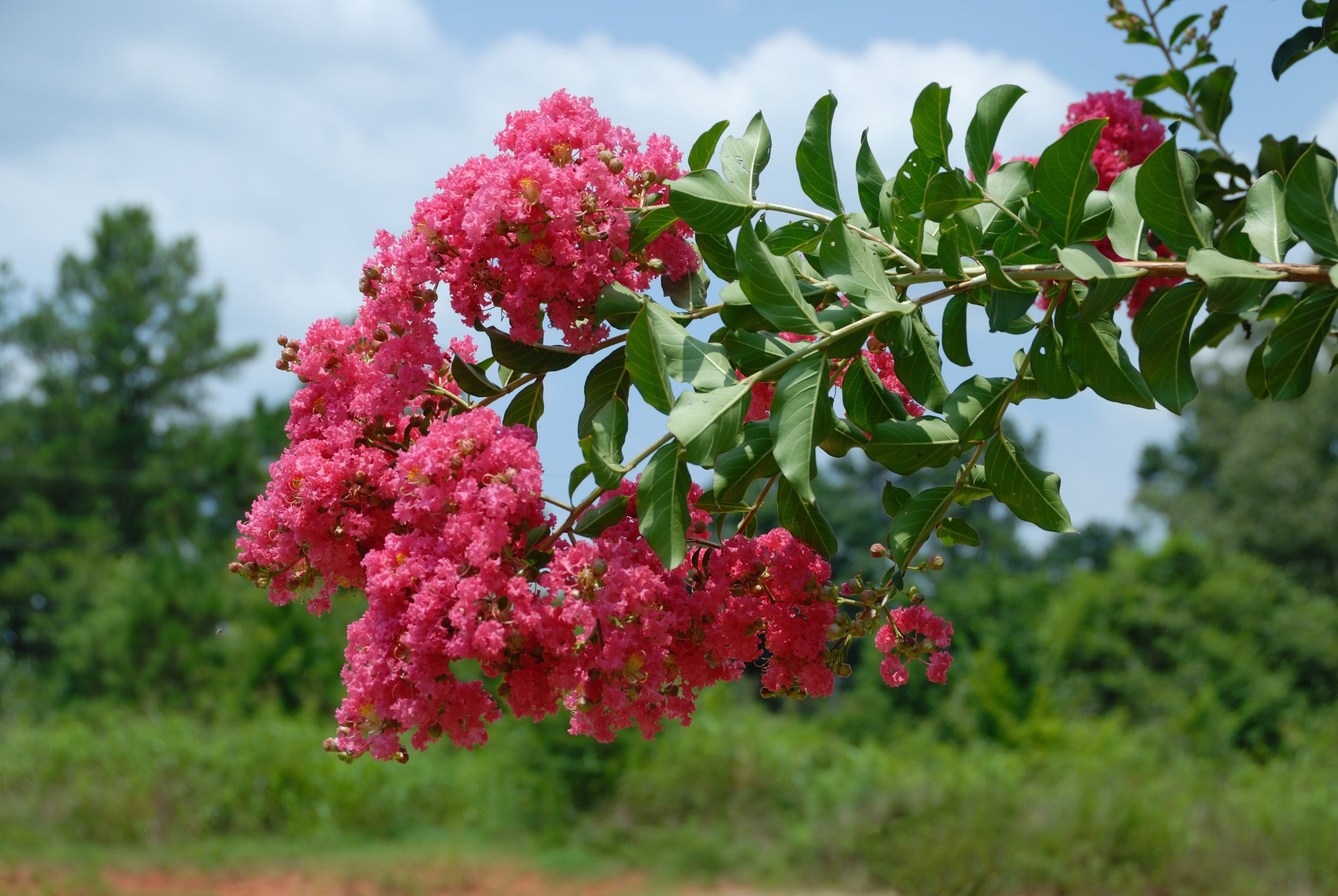 Crepe Myrtle  