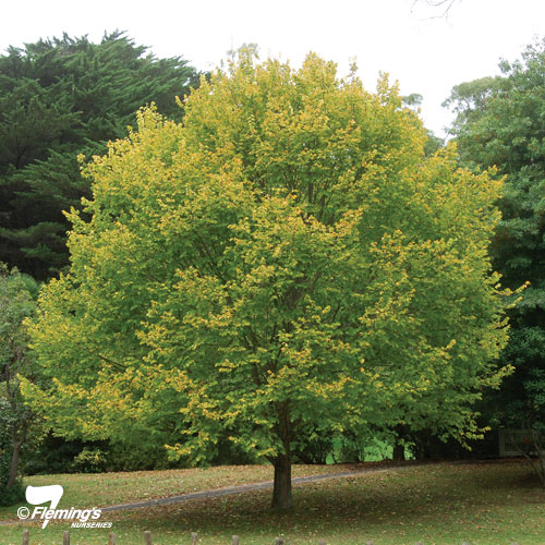 Ulmus glabra 'Lutescens' (Golden) (Copy)