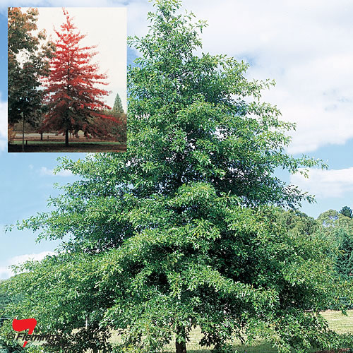 Quercus palustris (Pin Oak) (Copy)
