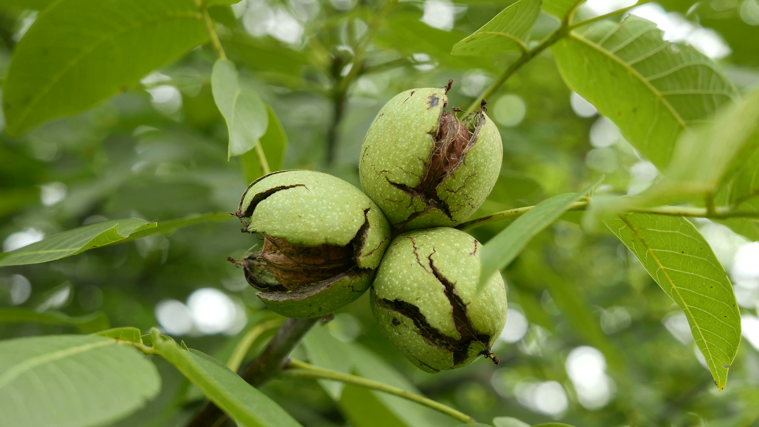 Walnut Black