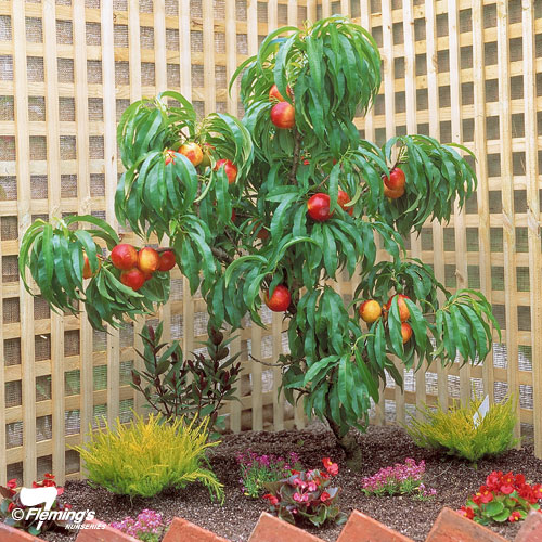 'Nectazee' Nectarine - Trixzie® Miniature Fruit Tree  