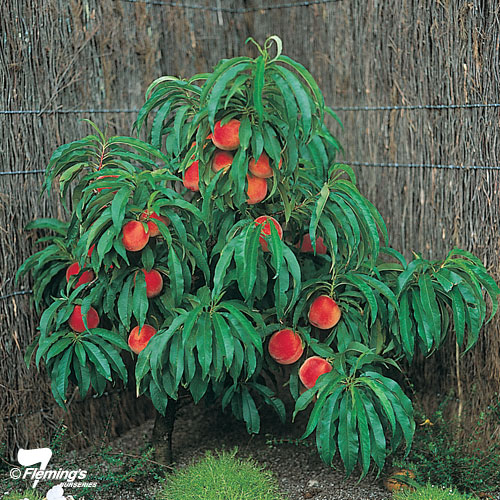 'Pixzee' Peach - Trixzie® Miniature Fruit Tree 