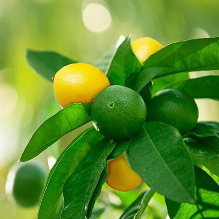 lemon-lime-tree_450_grande.jpg